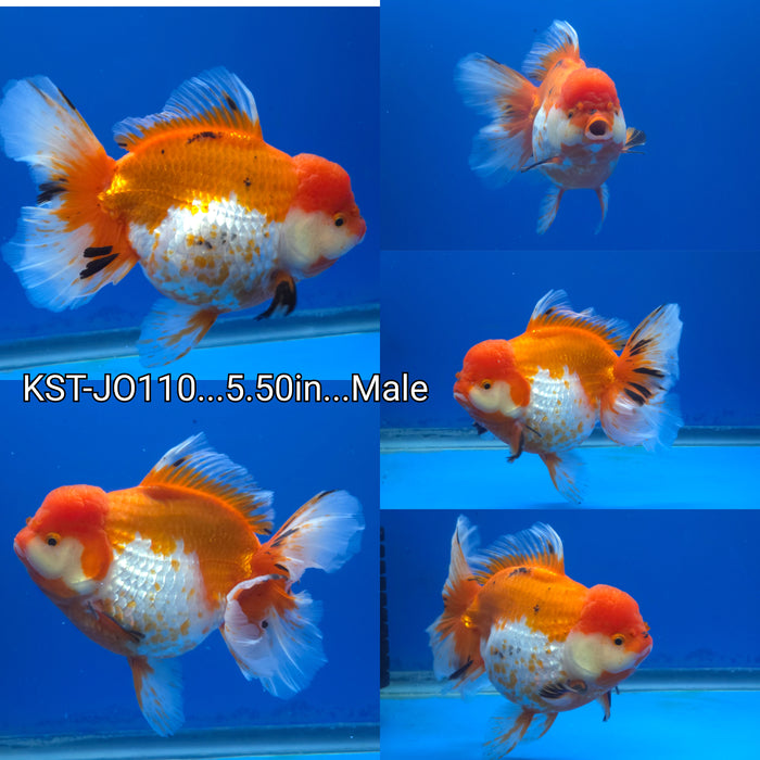 (KST-JO110) Thai Jumbo Premium Red/White Oranda Orchid Tail 5.50 inch Body Male