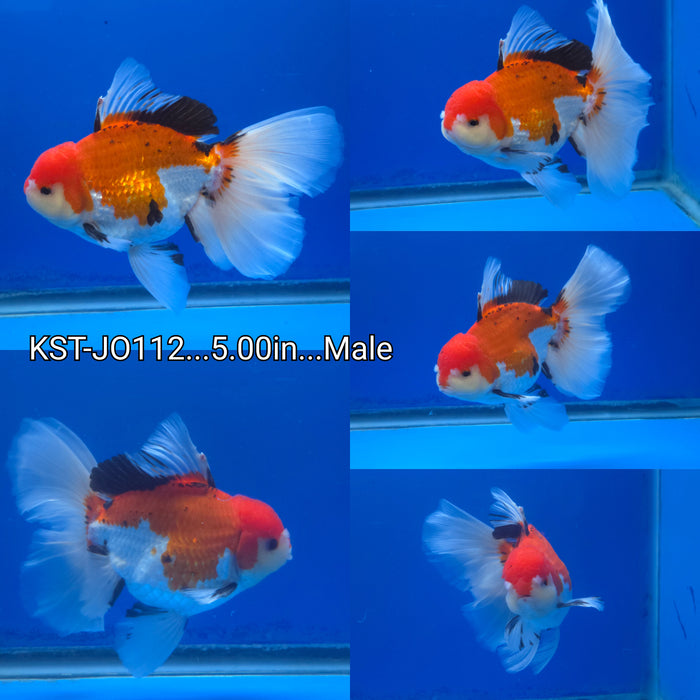 (KST-JO112) Thai Jumbo Premium Red/White Oranda Orchid Tail 5.00 inch Body Male