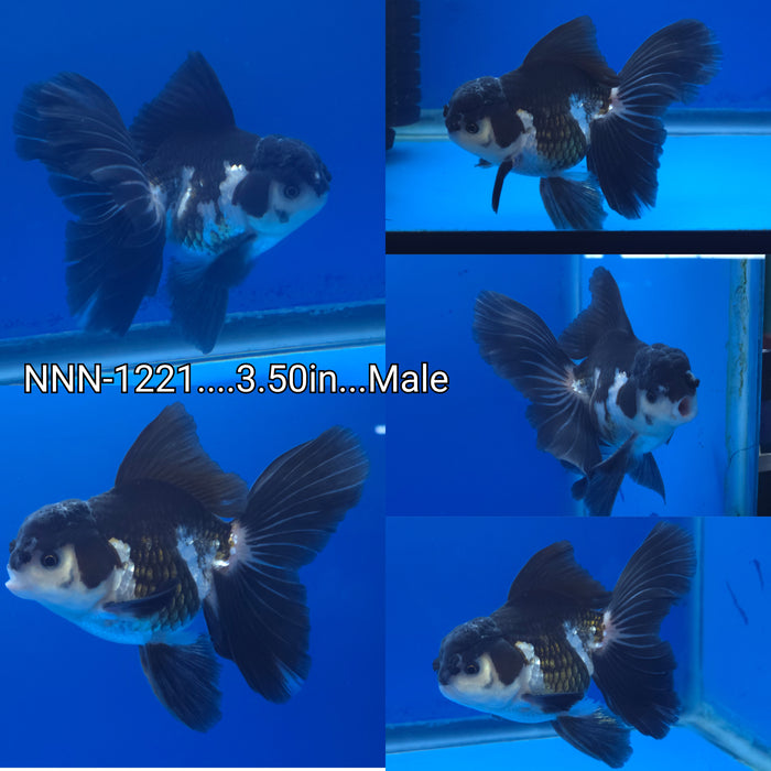 Live Fancy Goldfish Thai Panda Orchid Tail Oranda 3.50 inch Body Male (NNN-1221)R1C04