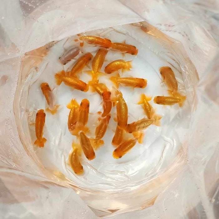 Live Japanese Goldfish Kawamoto Top View Ranchu 8 cm