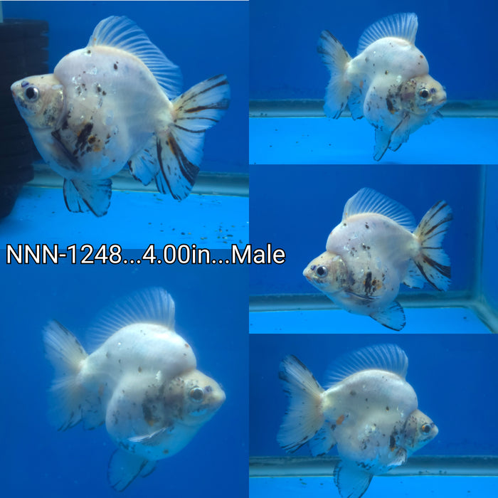 Live Fancy Goldfish Thai Jumbo Marble High Hump Ryukin 4.00 inch Body Male (NNN-1248)R1A08