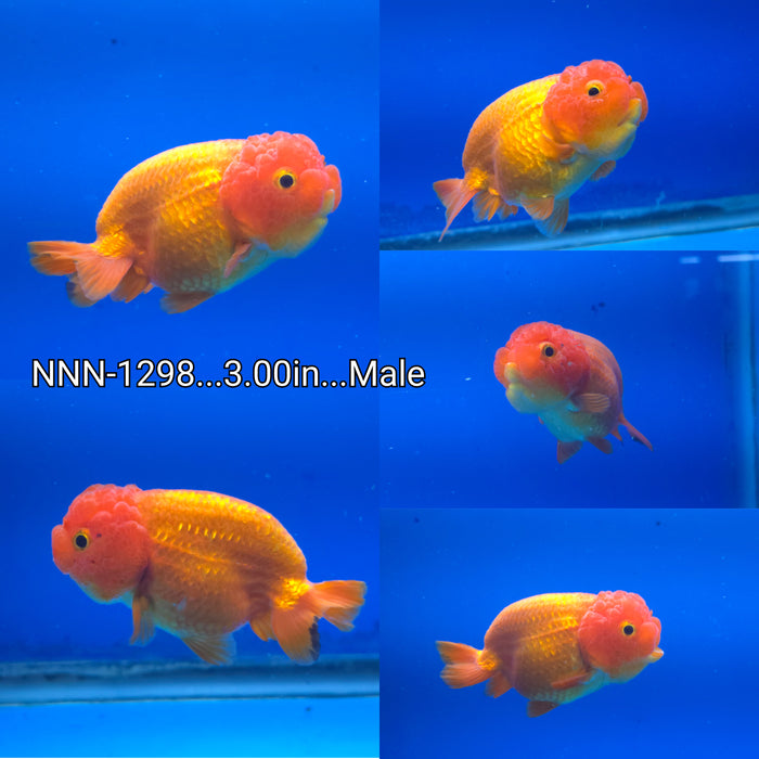 X Live Fancy Goldfish Thai Red Ranchu 3.00 inch Body Male (NNN-1298)TUB15