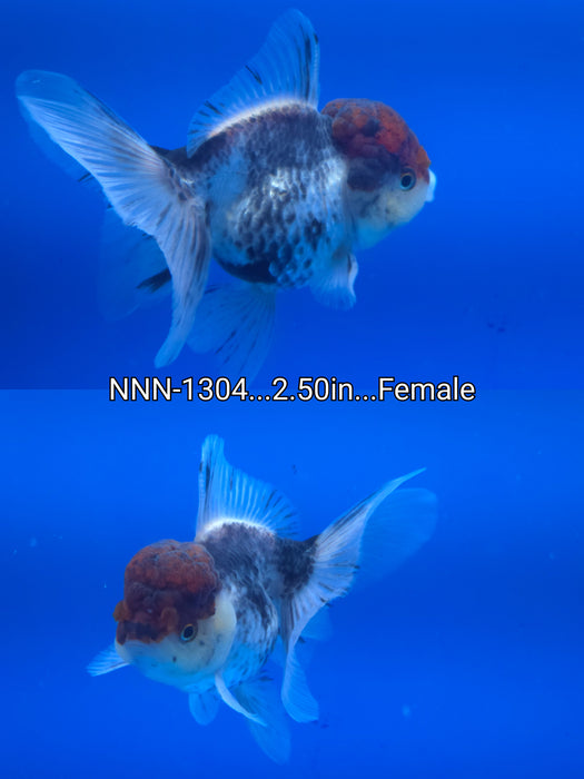 Live Fancy Goldfish Thai Special Color Red Cap 2.50 inch Body Female (NNN-1304)