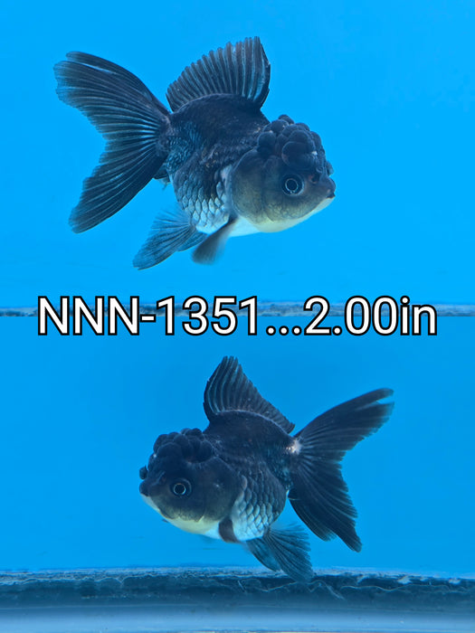 Live Fancy Goldfish Thai Small Breed Black Oranda 2.00 inch Body (NNN-1351)R1A04