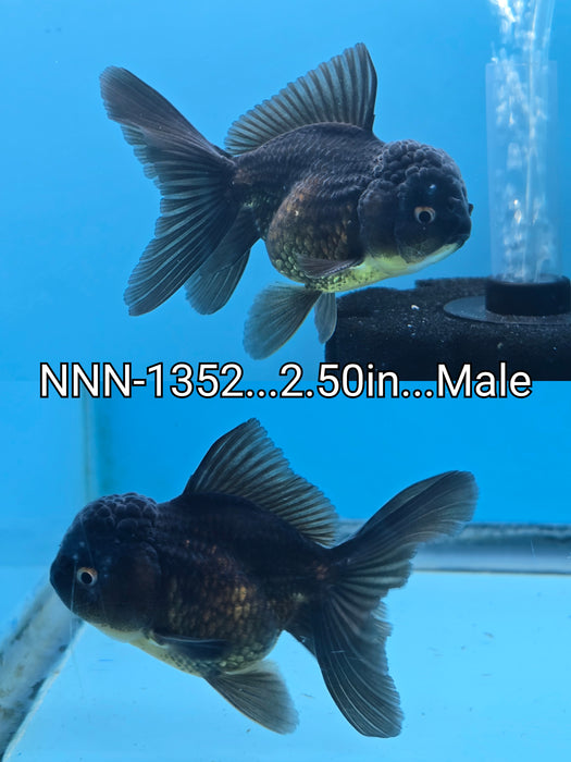 Live Fancy Goldfish Thai Small Breed Black Oranda 2.50 inch Body (NNN-1352)R1A04