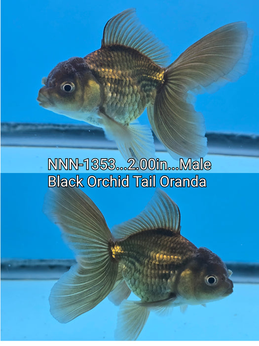 Live Fancy Goldfish Thai Giant Breed Orchid Tail Black Oranda 2.00 inch Body (NNN-1353)R1A04