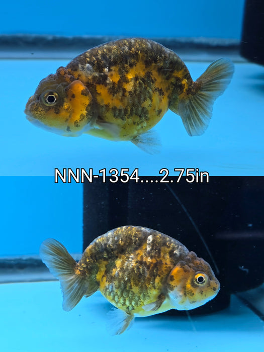 Live Fancy Goldfish Thai Tiger Calico Ranchu 2.75 inch Body (NNN-1354)R1A04