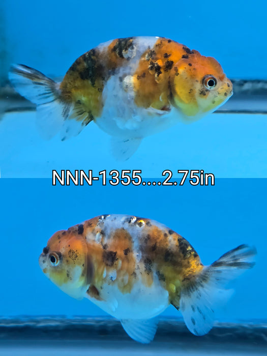 Live Fancy Goldfish Thai Calico Ranchu 2.75 inch Body (NNN-1355)R1A04