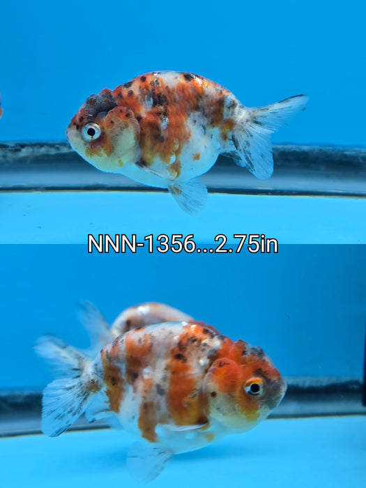 Live Fancy Goldfish Thai Calico Ranchu 2.75 inch Body (NNN-1356)R1A04