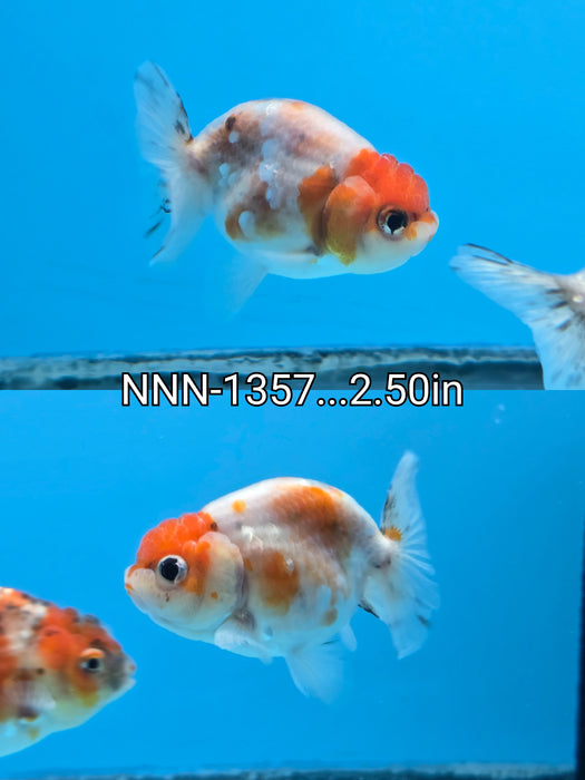 Live Fancy Goldfish Thai Sakura Calico Ranchu 2.50 inch Body (NNN-1357)R1A04