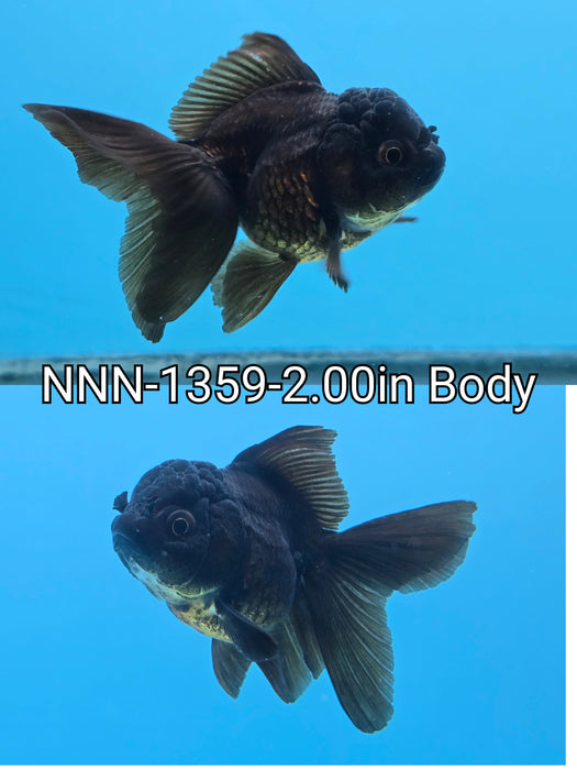 Live Fancy Goldfish Thai Small Breed Black Oranda 2.00 inch Body (NNN-1359)R1A04