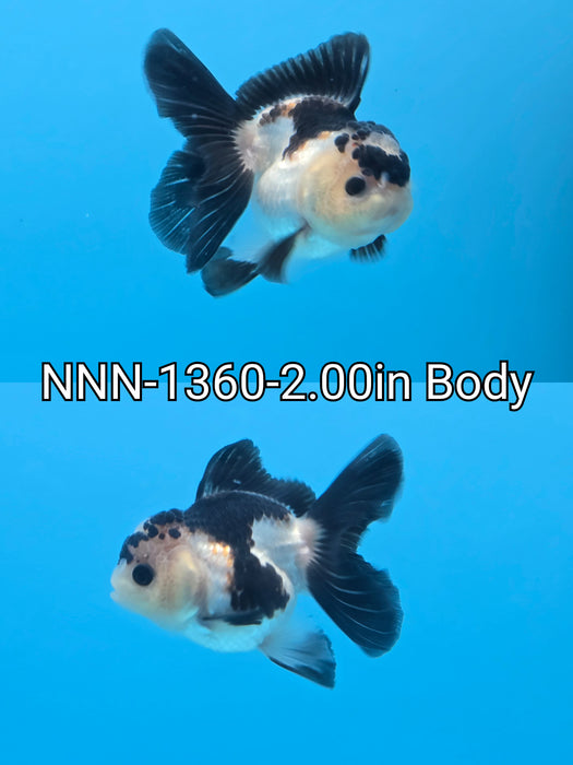 Live Fancy Goldfish Thai Small Breed Tri Oranda 2.00 inch Body (NNN-1360)R1A04