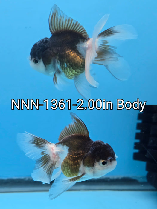 Live Fancy Goldfish Thai Medium Breed Panda Oranda 2.00 inch Body (NNN-1361)R1A04