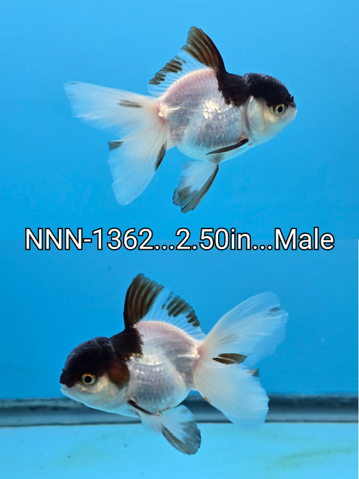 Live Fancy Goldfish Thai Medium Breed Panda Oranda Orchid Tail 2.50 inch Body (NNN-1362)R1A04