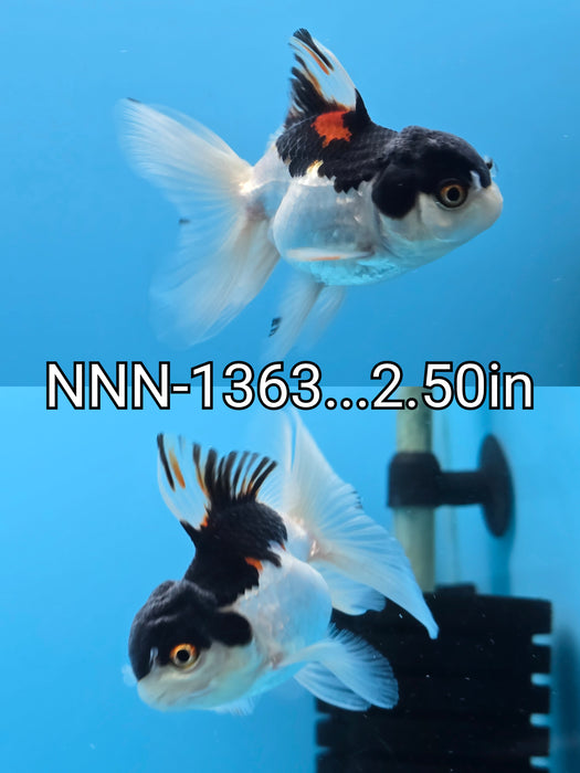 Live Fancy Goldfish Thai Medium Breed Tri Oranda Orchid Tail 2.50 inch Body (NNN-1363)R1A04