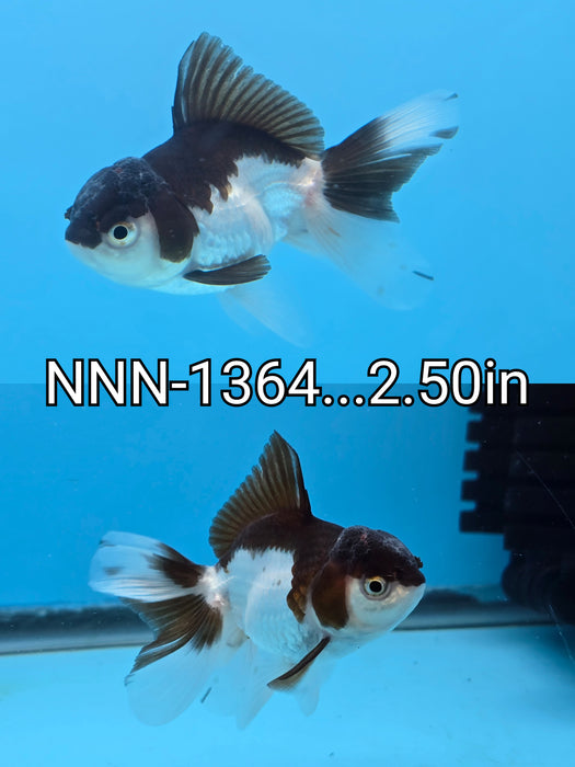 Live Fancy Goldfish Thai Medium Breed Tri Oranda Orchid Tail 2.50 inch Body (NNN-1364)R1A04