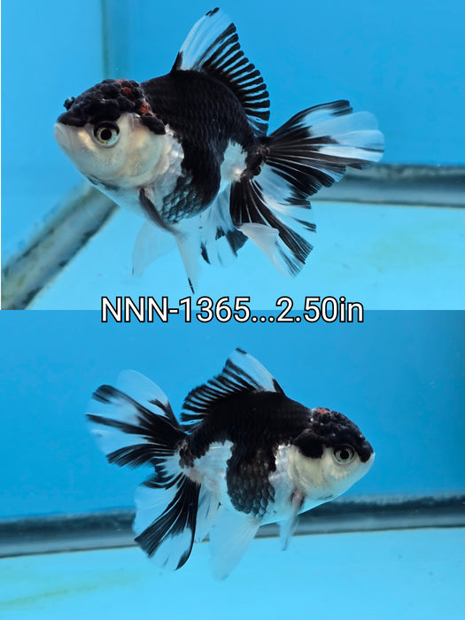 Live Fancy Goldfish Thai Medium Breed Tri Oranda Orchid Tail 2.50 inch Body (NNN-1365)R1A04