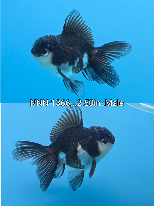 Live Fancy Goldfish Thai Small Breed Tri Oranda 2.50 inch Body Male (NNN-1366)R1A04