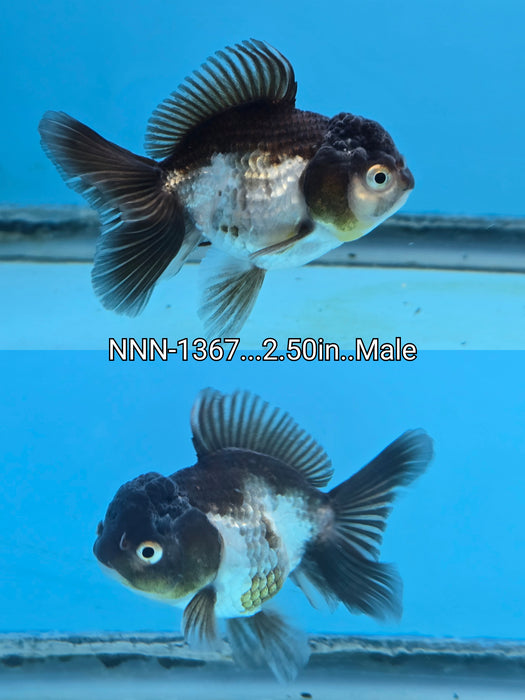 Live Fancy Goldfish Thai Small Breed Panda Oranda 2.50 inch Body Male (NNN-1367)R1A04