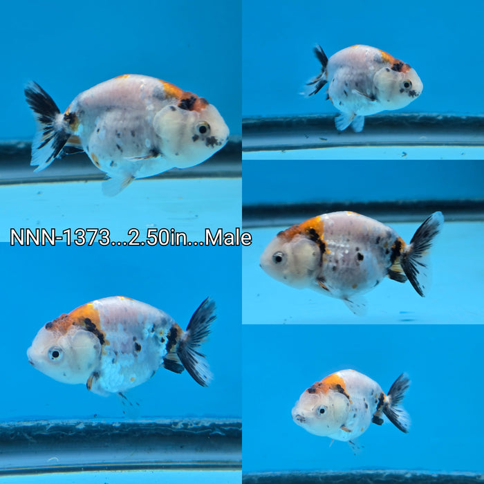 Thai Tri Color Cow Ranchu 2.50 inch Male (NNN-1373)R1A12