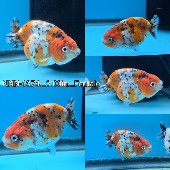 Thai Calico Ranchu 3.00 inch Female (NNN-1374)R1A12