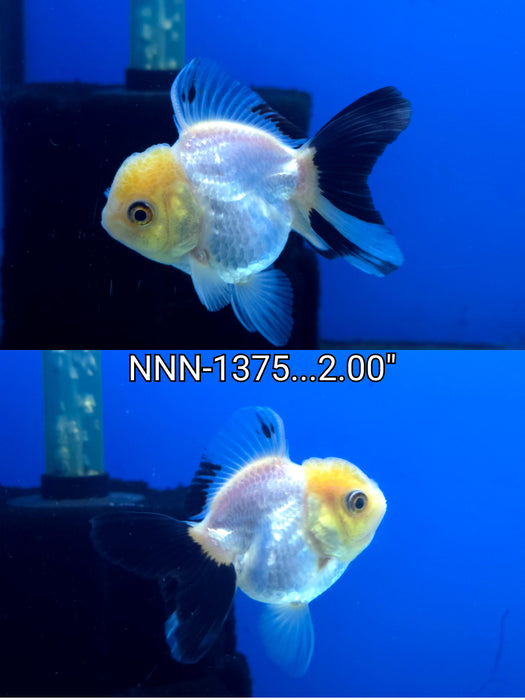 Thai Junior Panda Oranda 2.00 inch Body (NNN-1375)R4B14