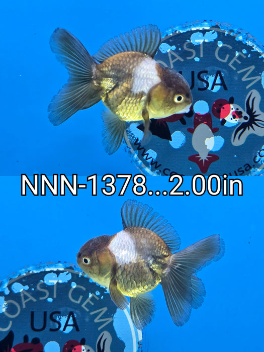 Thai Junior Panda Oranda 2.00 inch Body (NNN-1378)R4B13