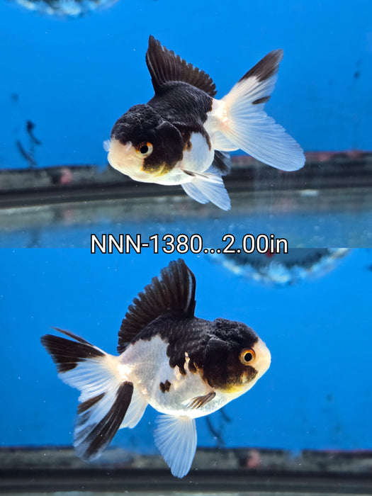 Thai Junior Panda Oranda 2.00 inch Body (NNN-1380)R4B13