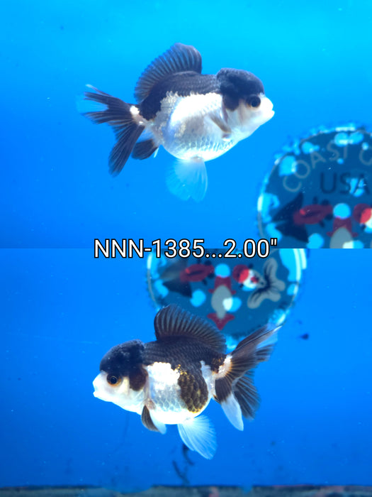 Thai Junior Panda Oranda 2.00 inch Body (NNN-1385)R4B11