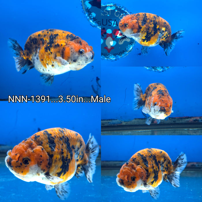 Thai Tiger Calico Ranchu 3.50 inch Male (NNN-1391)R4B08