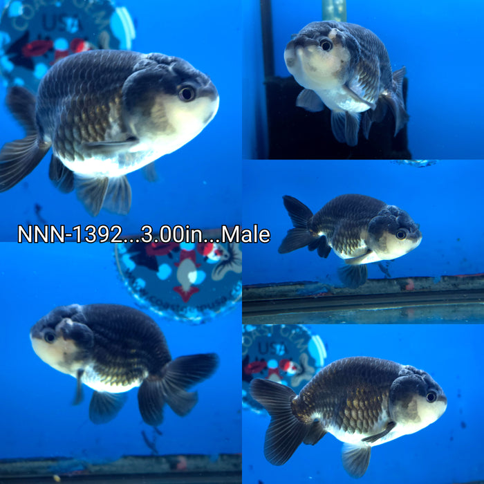 Thai Panda Ranchu 3.00 inch Male (NNN-1392)R4B07