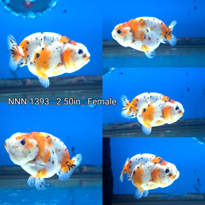 Thai Sakura Calico Small Tail Ranchu 2.50 inch Female (NNN-1393)R4B07