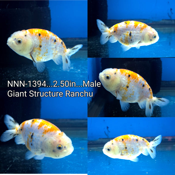 Thai Sakura Calico Giant Structure Ranchu 2.50 inch Male (NNN-1394)R4B07