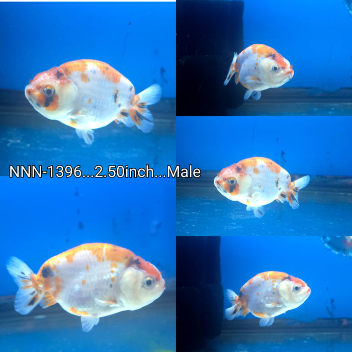 Thai Sakura Calico Giant Structure Ranchu 2.50 inch Male (NNN-1396)R4B05