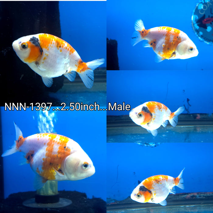 Thai Sakura Calico Giant Structure Ranchu 2.50 inch Male (NNN-1397)R4B05