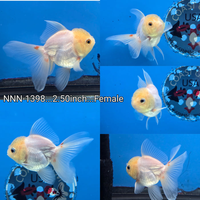 Thai Lemon Head Oranda 2.50 inch Body Female 2.50 inch Male (NNN-1398)R4B05