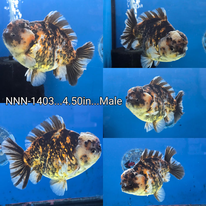 Thai Jumbo Tiger Calico Yuanbao Oranda 4.50 inch Body Male (NNN-1403)R1A10