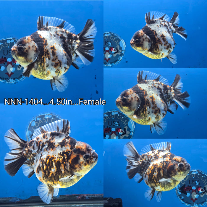 Thai Jumbo Tiger Calico Yuanbao Oranda 4.50 inch Body Female (NNN-1404)R1A12