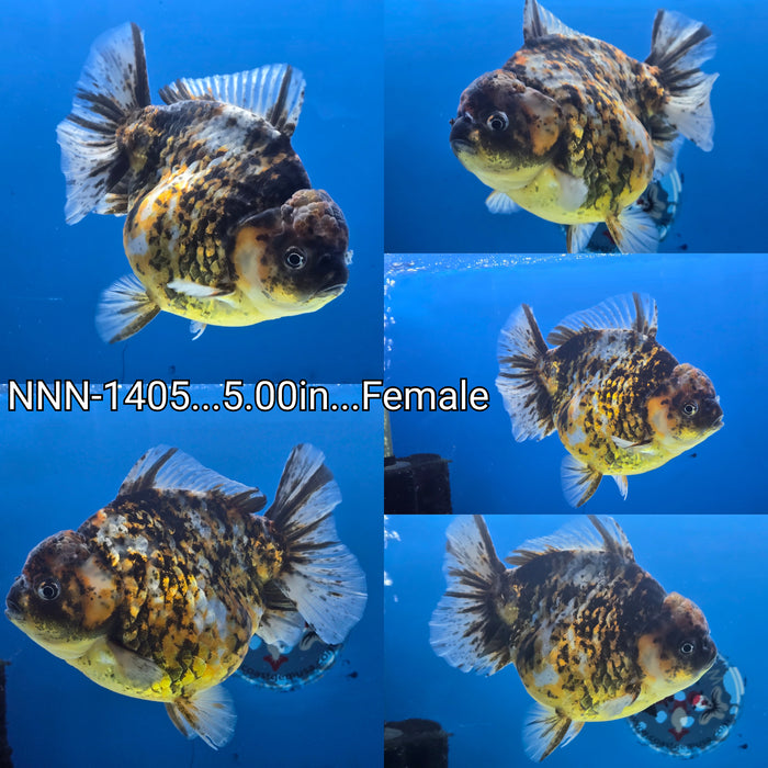 Thai Jumbo Tiger Calico Yuanbao Oranda 5.00 inch Body Female (NNN-1405)R1A12