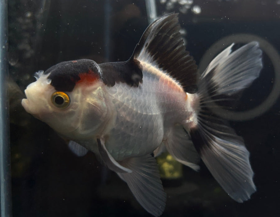 Thai Oranda Tri Color 2.7” Body Female 6 Months (JC-051)R4B08