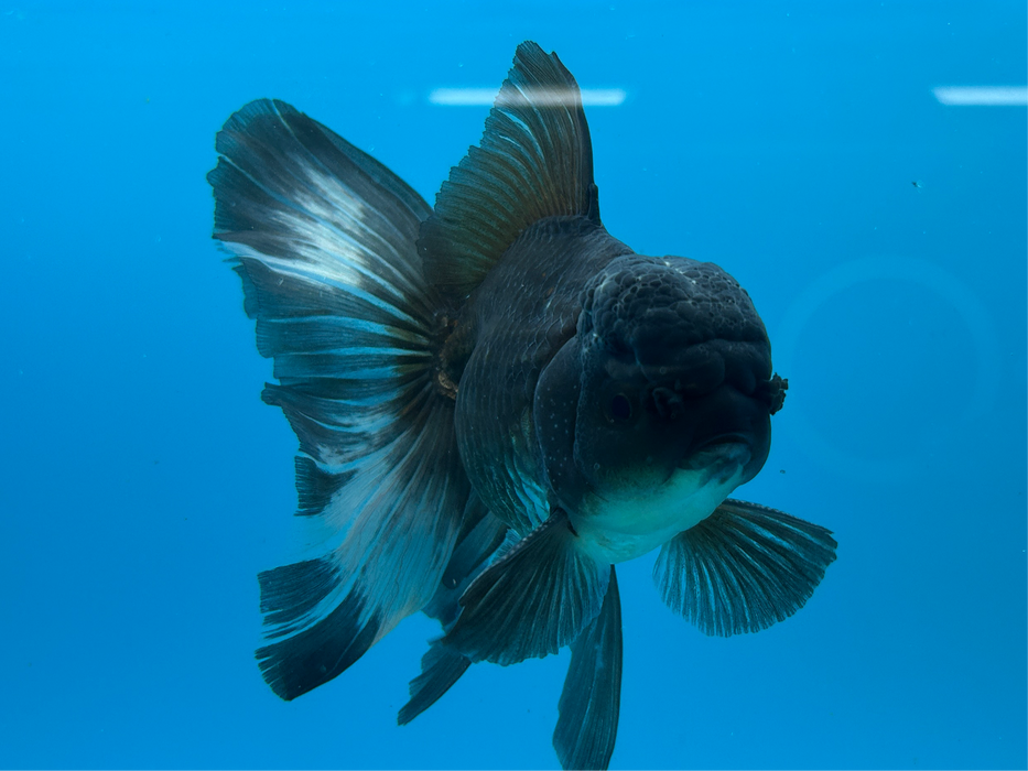 Thai Oranda Black 4" Body Male 9 Months (JC-084)R1A06