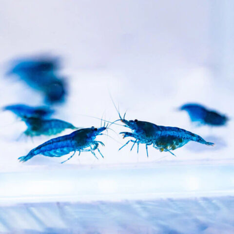 Live Freshwater Aquarium Premium Best Quality Blue Dream Shrimp 5/$25, 10/$45, 20/$85 (FS-013)