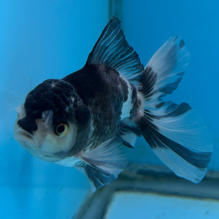 Thai Oranda Panda 3” Body Male 7 Months (JC-180)R1A9