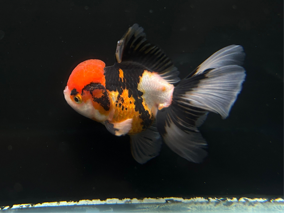 Thai Oranda Tri-Color 2.7" Body Female 7 Months (JC-073)R1A07