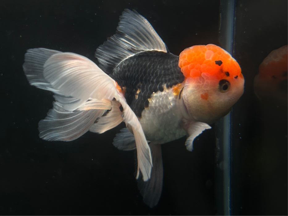 Thai Oranda Tri-Color Large Wen 2.7" Body Female 6 Months (JC-077)R1A07