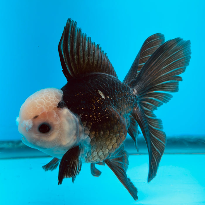 Live Fancy Goldfish Panda Thai Oranda 3.50'' (KP-112) Ready To Ship! What You See What You Get.