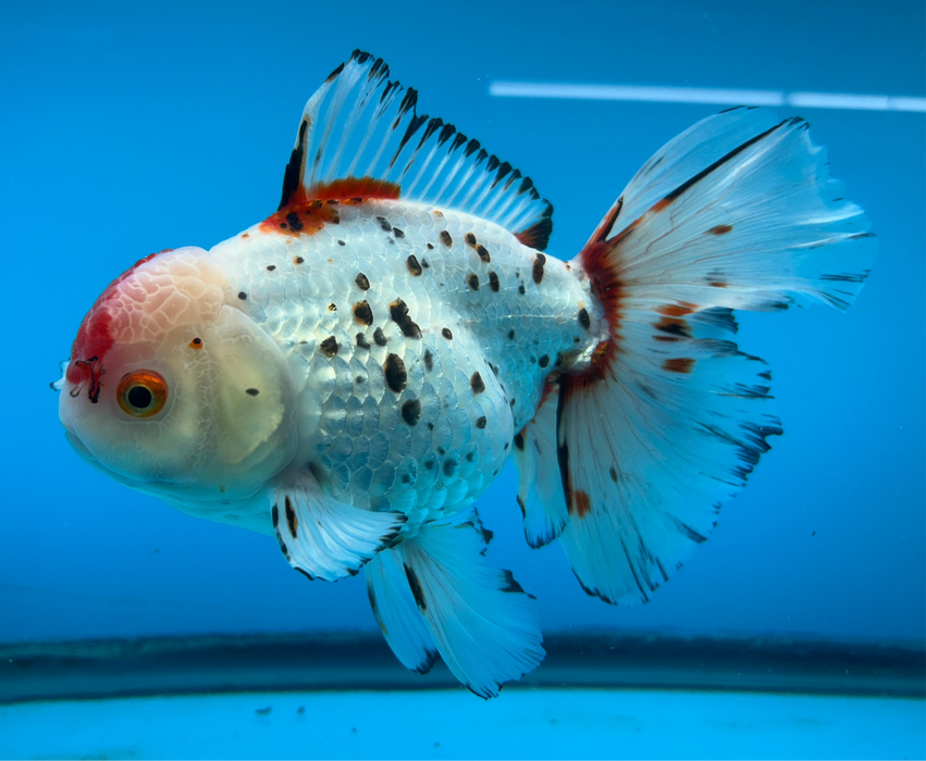 AAA Grade Monster Size Thai Oranda Tri-Color Rose Tail 5” Body Female 12 Months (JC-096) R1B06