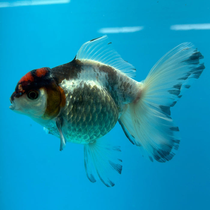 Thai Oranda Panda Red Cap Rose Tail 3” Body Male 6 Months (JC-130) R1A02