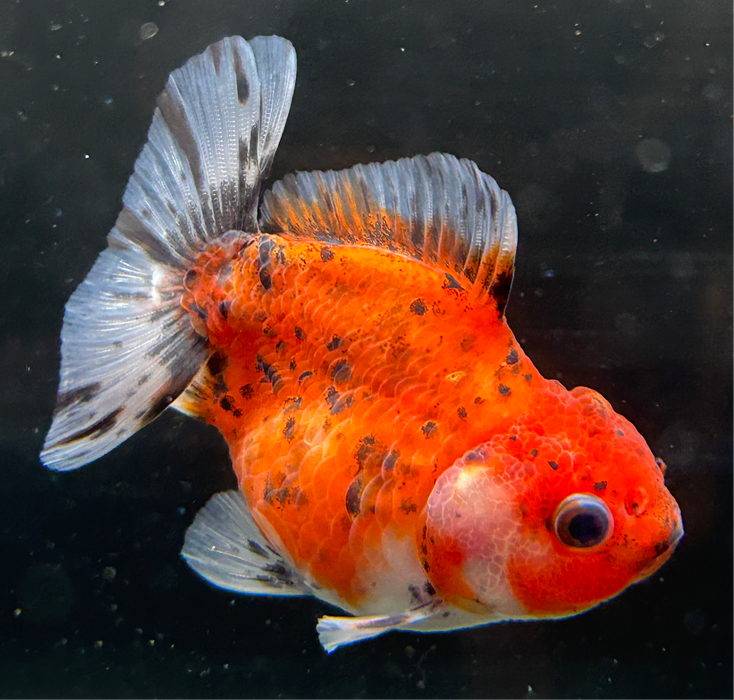 Thai Oranda Tiger Calico 2.5" Body Female 4 Months (JC-010)R4C10