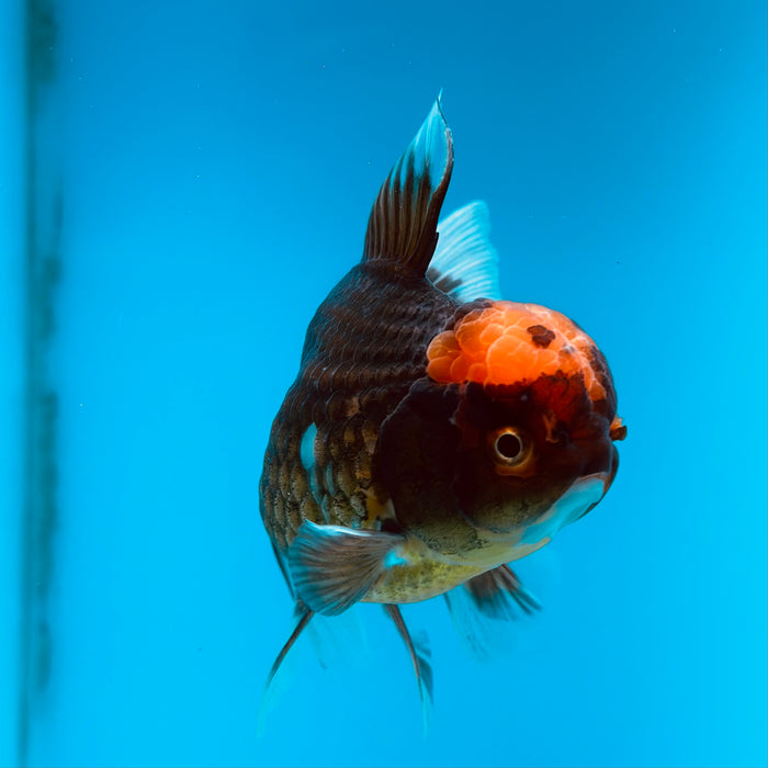 Live Fancy Goldfish Black Body Red Cap Thai Oranda 3.00'' (KP-121) Ready To Ship! What You See What You Get.